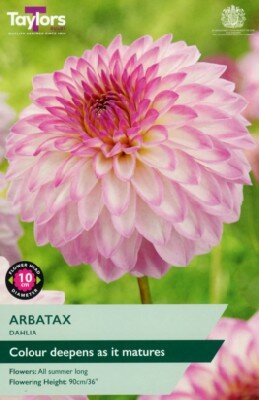 DAHLIA 'Arbatax'