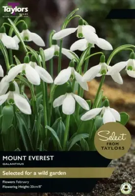 GALANTHUS elw 'Mount Everest'