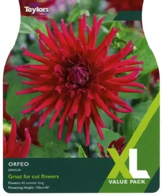 DAHLIA 'Orfeo'
