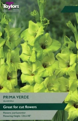 Gladiolus 'Prima Verde'