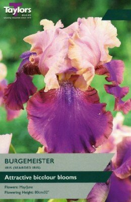 IRIS 'Burgemeister'