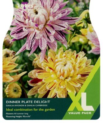 DAHLIA Dinner Plate Delight