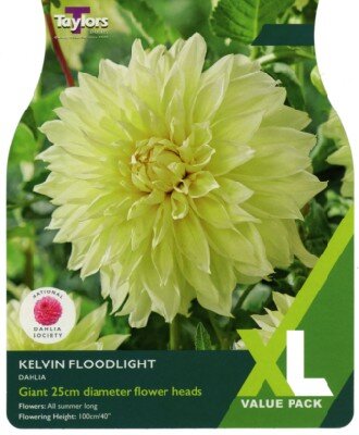 DAHLIA 'Kelvin Floodlight'
