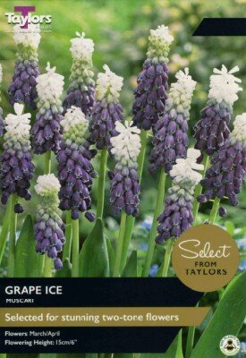 MUSCARI latifolium 'Grape Ice'