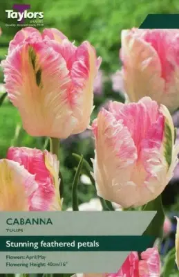 TULIPA 'Cabanna'