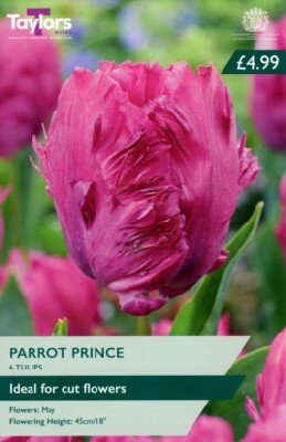 TULIPA 'Parrot Prince'