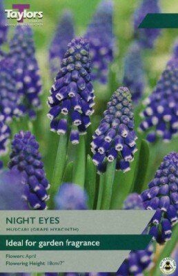 MUSCARI armeniacum 'Night Eyes'