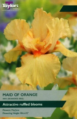 IRIS 'Maid of Orange'