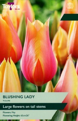 TULIPA 'Blushing Lady'