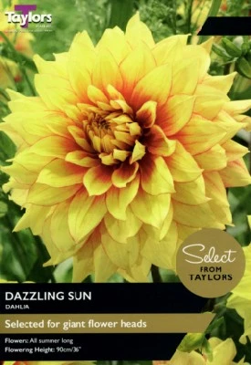 DAHLIA 'Dazzling Sun'