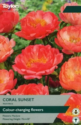 PAEONIA 'Coral Sunset'