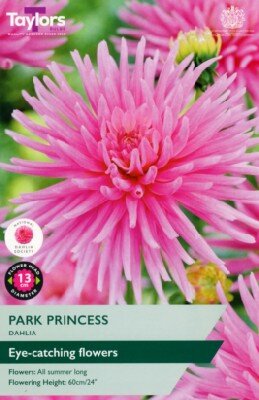 DAHLIA 'Park Princess'