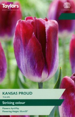 TULIPA 'Kansas Proud'