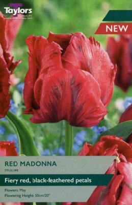 TULIPA 'Red Madonna'
