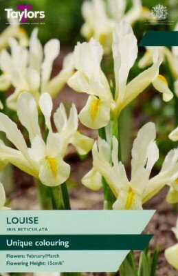 IRIS reticulata 'Louise'