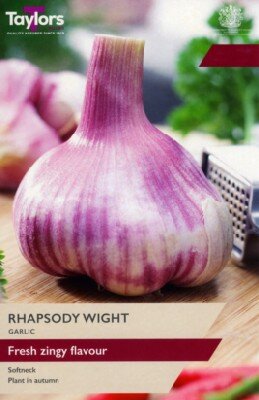 Allium sativum 'Rhapsody Wight' (Garlic)