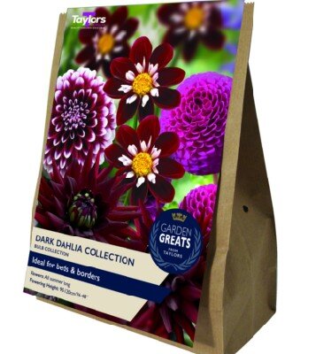 DAHLIA Dark Collection