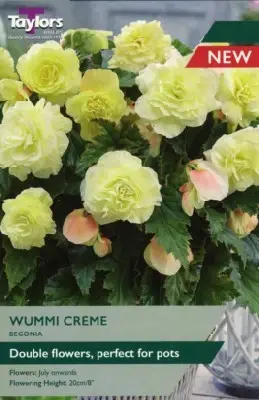 BEGONIA 'Wummi Creme'