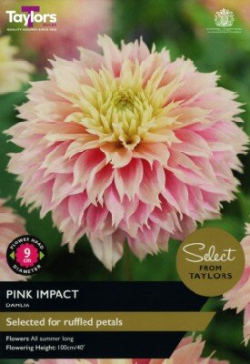 DAHLIA 'Pink Impact'