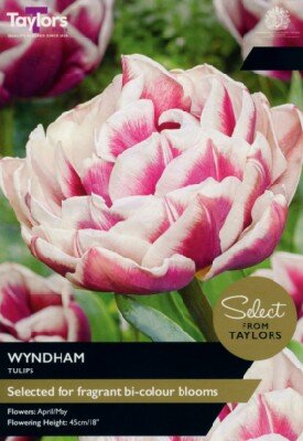 TULIPA 'Wyndham'