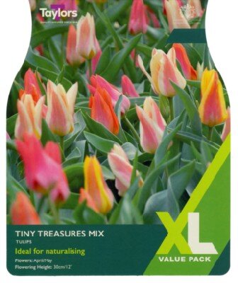 TULIPA 'Tiny Treasures mix