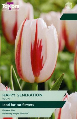TULIPA 'Happy Generation'