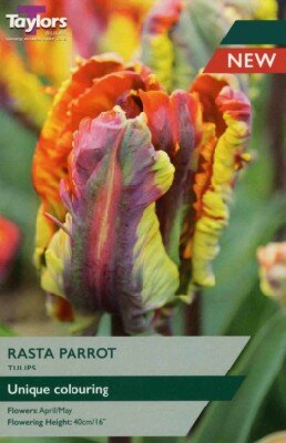 TULIPA 'Rasta Parrot'