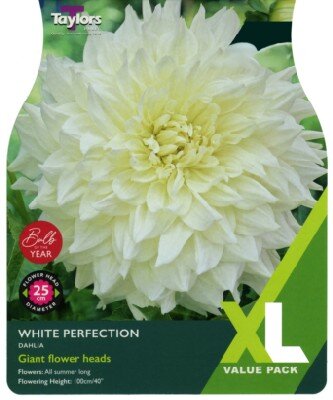 DAHLIA 'White Perfection'