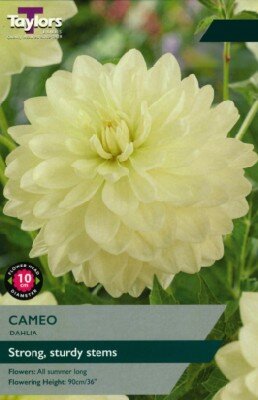 DAHLIA 'Cameo'