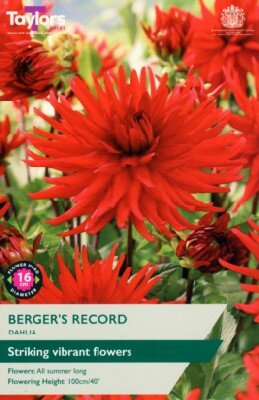 DAHLIA 'Berger's Record'
