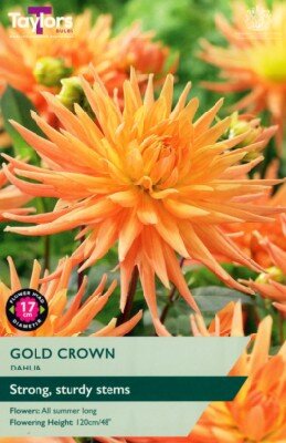 DAHLIA 'Gold Crown'