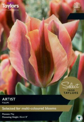 TULIPA 'Artist'