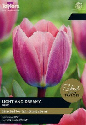 TULIPA 'Light and Dreamy'