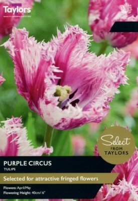 TULIPA 'Purple Circus'