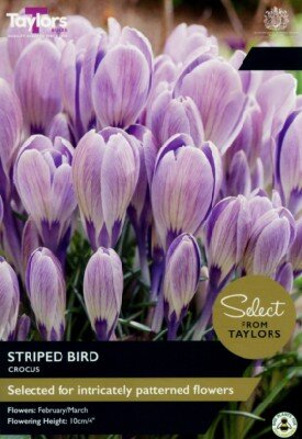 CROCUS 'Striped Bird'