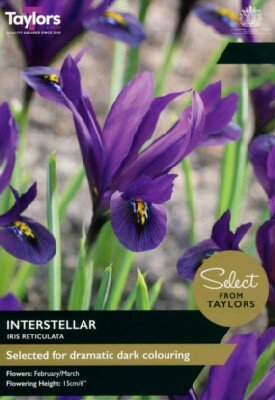 IRIS reticulata 'Interstellar'