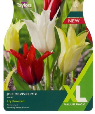 TULIPA Joie de Vivre mix