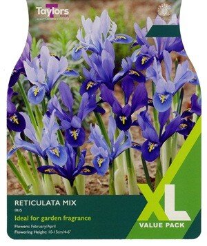 IRIS reticulata mixed