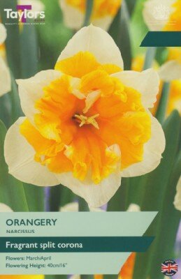 Narcissus 'Orangery'