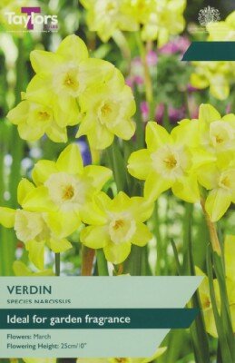 Narcissus 'Verdin'