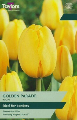 TULIPA 'Golden Parade'