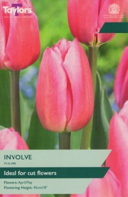 TULIPA 'Involve'