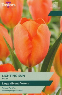 TULIPA 'Lighting Sun'