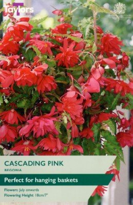 BEGONIA Pink Cascading