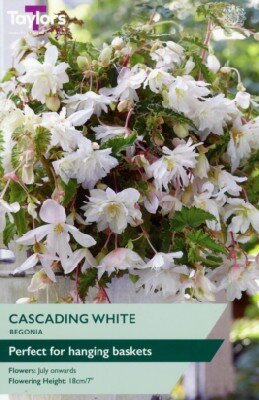 BEGONIA White Cascading