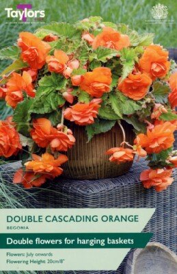 BEGONIA Orange Double Flower Cascading