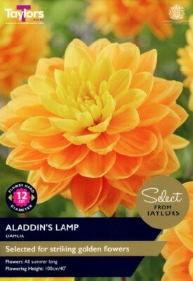 DAHLIA 'Aladdin's Lamp'