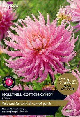 DAHLIA 'Hollyhill Cotton Candy'