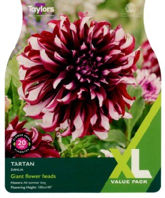 DAHLIA 'Tartan'