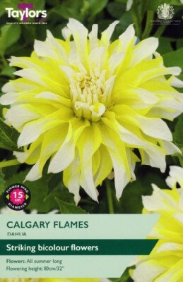 DAHLIA 'Calgary Flames'